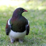 New Zealand Pigeon 20171121 102