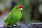 Red-crowned Parakeet 20171121 352