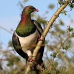 New Zealand Pigeon 20171121 543