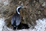 Spotted SHag 20171123 311