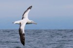 Southern Royal Albatross 20171124 1064