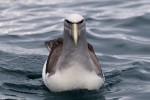 Salvin's Albatross 20171124 1228a