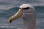 Salvin's Albatross 20171124 1272