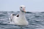 Southern Royal Albatross 20171124 1322