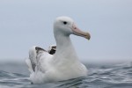 Southern Royal Albatross 20171124 1335