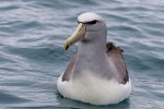 Salvin's Albatross 20171124 1445