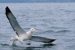 Southern Royal Albatross 20171124 1589