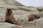 New Zealand Fur Seals 20171124 1661