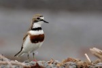 Double-banded Plover 20171124 1704