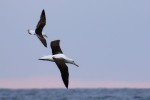 Kelp Gull chasing a Northern Royal Albatross 20171124 486