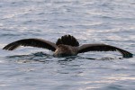 Northern Giant Petrel 20171124 520