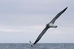 Salvin's Albatross 20171124 531