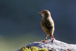 New Zealand Rock Wren 20171128 302
