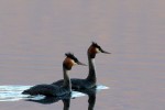 Great Crested Grebes 20171129 332