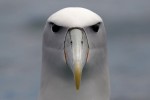 White-capped Albatross 20171129 770