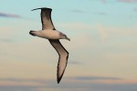 White-capped Albatross 20171130 1381