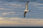 White-capped Albatross 20171130 1393