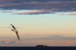 White-capped Albatross 20171130 1419