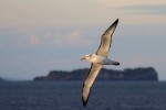 White-capped Albatross 20171130 1445