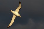 White-capped Albatross 20171130 1458