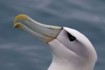 White-capped Albatross 20171130 1638