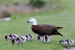 Paradise Shelduck (female) with ducklings, Stewart Island 20191112 420