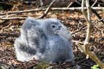 Giant Petrel chick, Enderby Island 20191115 136