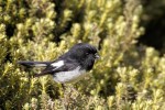 Tomtit (Auckland Island subspecies) 20191115 403