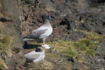 Light-mantled Sooty Albatross pair, Enderby Island 20191115 557