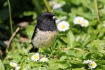 Tomtit (Auckland Island subspecies) 20191115 797