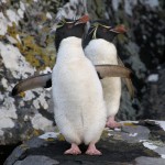 Eastern Rockhopper Penguins, Auckland Island 20191116 1338