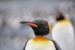 King Penguins, Macquarie Island 20191118 155