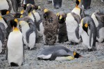 Molting King Penguins, Macquarie Island 20191118 242