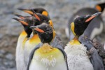 Molting King Penguins, Macquarie Island 20191118 247