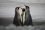 King Penguins, Macquarie Island 20191118 253