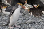 Royal Penguins, Macquarie Island 20191118 282