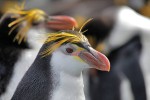 Royal Penguins, Macquarie Island 20191118 299