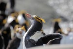 Royal Penguins, Macquarie Island 20191118 336