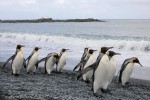 King Penguins, Macquarie Island 20191118 407