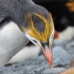 Royal Penguin, Macquarie Island 20191118 462