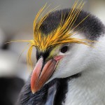 Royal Penguin, Macquarie Island 20191118 505