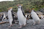 Royal Penguins, Macquarie Island 20191118 578
