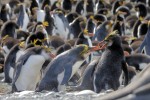 Royal Penguins, Macquarie Island 20191118 607