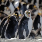 Royal Penguins, Macquarie Island 20191118 644