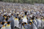 King Penguins, Macquarie Island 20191118 800