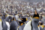 King Penguins, Macquarie Island 20191118 824