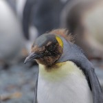 Molting King Penguin, Macquarie Island 20191118 859