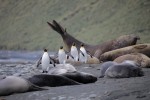 King Penguins and Elephant Seals, Macquarie Island 20191119 1043