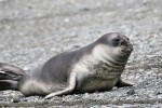 Elephant Seal pup, Macquarie Island 20191119 210