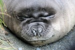 Elephant Seal pup, Macquarie Island 20191119 222